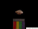 L_V22d6541 A16q159.4 T921 dM sh f74.JPG L_V22d6541 A16q159.4 T921 dM sh f74